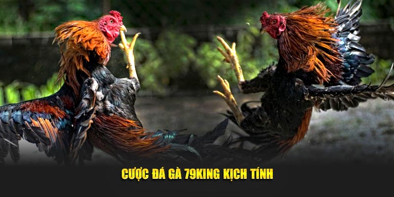 Cược đá gà 79KING kịch tính Cược đá gà 79KING kịch tính