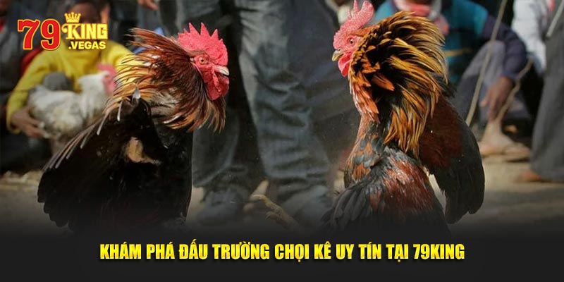 Khám phá đấu trường chọi kê uy tín tại 79King Khám phá đấu trường chọi kê uy tín tại 79King