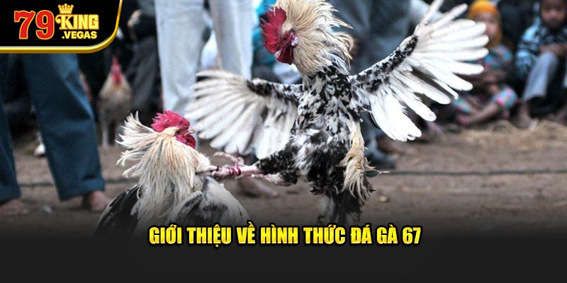 Giới thiệu về hình thức đá gà 67 Giới thiệu về hình thức đá gà 67