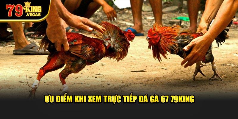 Ưu điểm khi xem trực tiếp đá gà 67 79KING Ưu điểm khi xem trực tiếp đá gà 67 79KING
